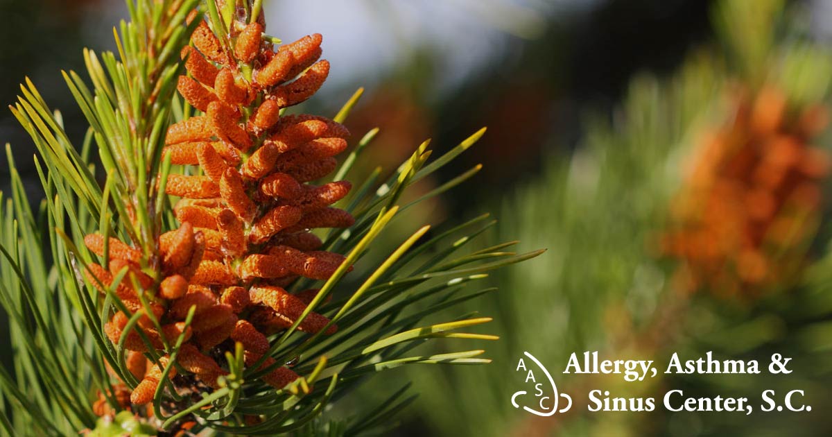 Record tree pollen count May 17th